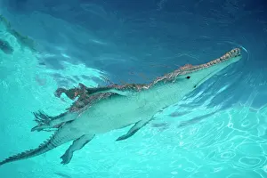Johnstoni: Freshwater / Johnston Crocodile
