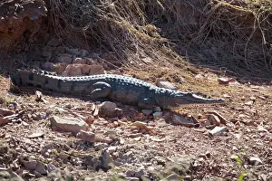 Johnston: Freshwater / Johnston Crocodile
