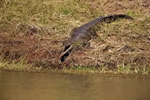 Johnston: Freshwater / Johnston Crocodile