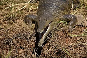 Johnston: Freshwater / Johnston Crocodile