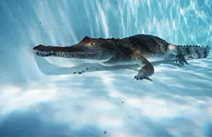 Johnston: Freshwater / Johnston Crocodile