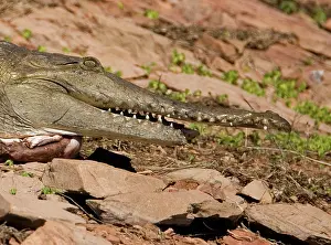 Johnston: Freshwater / Johnston Crocodile - with half lower