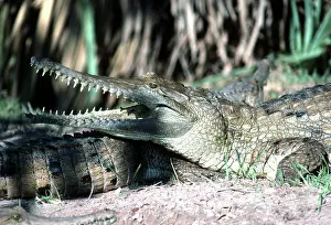 Johnston: Freshwater / Johnston Crocodile - mouth open