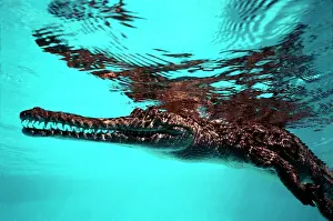 Johnston: Freshwater / Johnston CROCODILE - at surface
