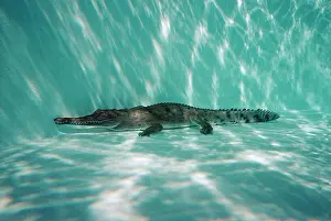 Johnstoni: Freshwater / Johnston CROCODILE - underwater, resting