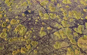 Trails: Freshwater marshes with animal trails aerial view