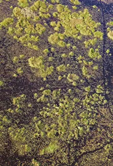 Trails: Freshwater marshes with animal trails aerial view