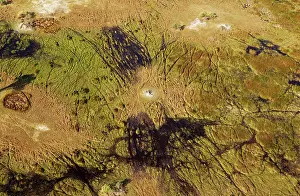 Trails: Freshwater marshes with animal trails and termite