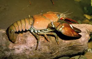 Noble: FRESHWATER / NOBLE CRAYFISH