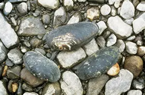 Shellfish: Freshwater Pearl MUSSEL Shells - legally protected in the UK
