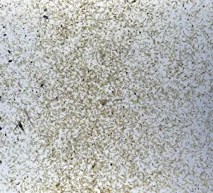 Quality: Freshwater plankton, mostly water fleas ('Daphnia')