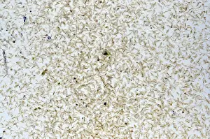 Quality: Freshwater plankton mostly water fleas ('Daphnia')