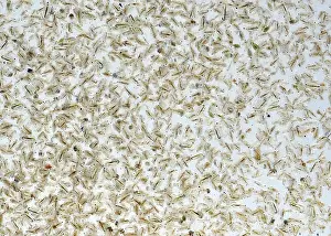 Quality: Freshwater plankton mostly water fleas ('Daphnia')
