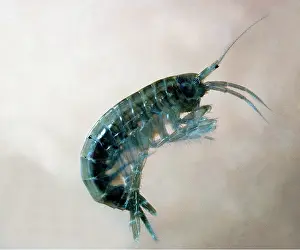Emma Coghlan: FRESHWATER SHRIMP