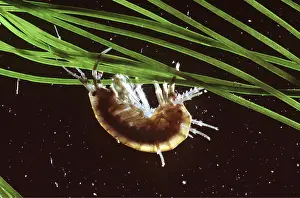 Shrimps: FRESHWATER SHRIMP