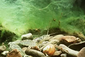 Antennae: Freshwater Shrimp