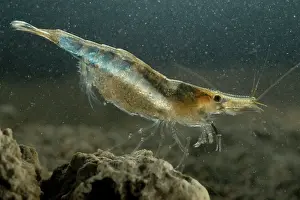 Desmaresti: Freshwater Shrimp - female underwater