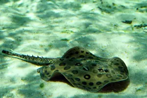 Stingrays: Freshwater Stingray