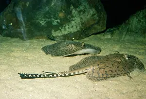 Rays: FRESHWATER STINGRAY