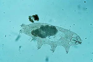 Emma Coghlan: Freshwater TARDIGRADE - Water Bear / Tardigrada