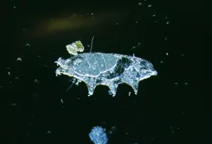 Emma Coghlan: Freshwater TARDIGRADE - Water Bear / Tardigrada