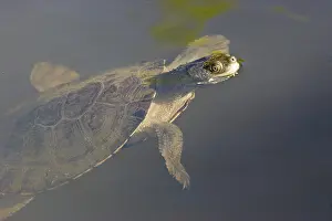 Elseya: Freshwater Turtle