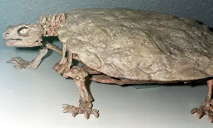 Triassic: Freshwater Turtle: Fossil from the Triassic