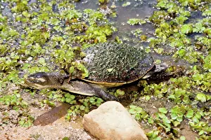 Emydura: A freshwater turtle (probably Emydura sp.)