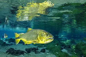Characiformes: Freshwater u, (Salminus brasiliensis) reflecting