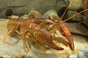 Pinchers: Freshwater White-clawed Crayfish