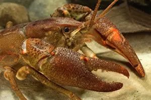 Pinchers: Freshwater White-clawed Crayfish
