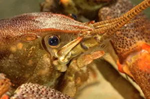 Pinchers: Freshwater White-clawed Crayfish - head close up