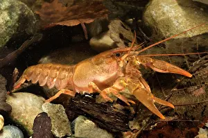 Pinchers: Freshwater White-clawed Crayfish - young