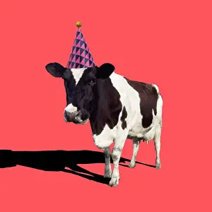 Newno1: Fresian Cattle, cow wearing Birthday party hat