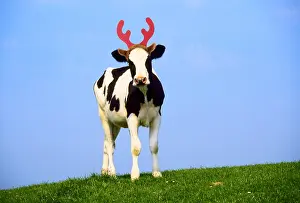 140319: Fresian Cattle, cow wearing reindeer antlers, Christmas