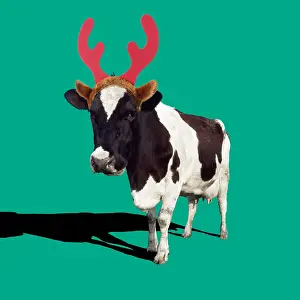 140319: Fresian Cattle, cow wearing reindeer antlers, Christmas