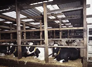 Bovines: Fresian cows