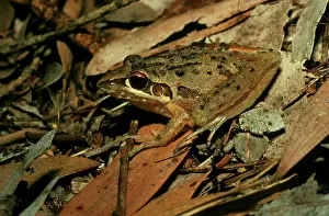 Rocket: FreycinetIs / Wallum Rocket Frog
