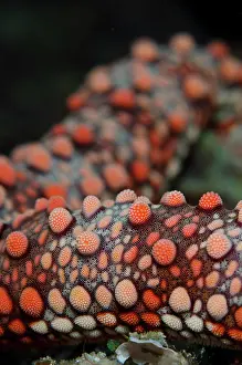 Reta: Frianti's Sea Star