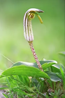 Arum: FriarsCowl