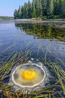 Fried: Fried egg Jellyfish (Phacellophora camtschatica)