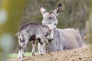 Paddock: Friendship without borders