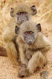 Einem: Frierende Steppenpaviane an einem kalten Tag, Kruger NP, S