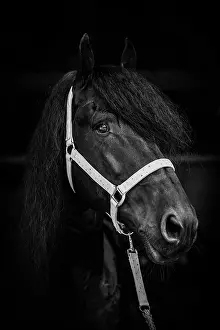 Warmblood: Friese