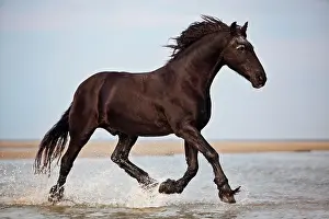 Trotting: Friesen gelding, black, trotting while roaming free