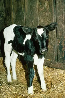 Friesians: Friesian / Ayrshire Cattle - calf