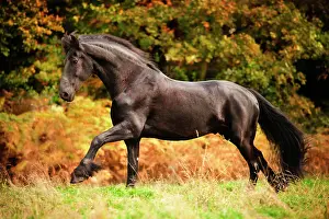 Cantering: Friesian, black horse, gelding free galloping on