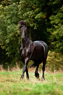 Equids: Friesian, black horse, gelding running in the meadow