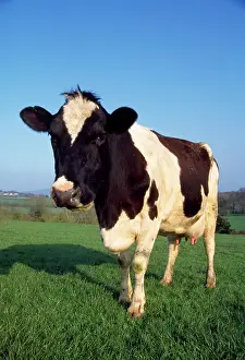 Friesian: Friesian Cattle