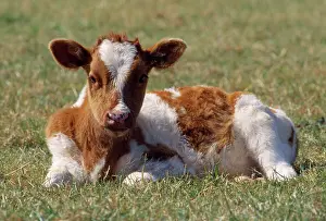 Friesians: Friesian Cattle - calf